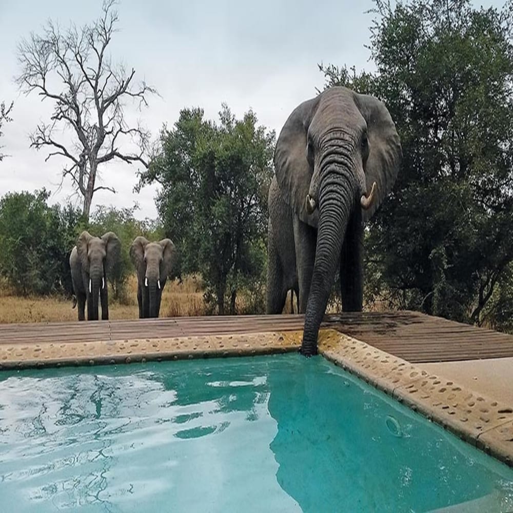 LEOPARD HILLS PRIVATE GAME RESERVE, Охотничий заповедник Саби-Санд, - цены  на бронирование отеля, отзывы, фото, рейтинг гостиницы