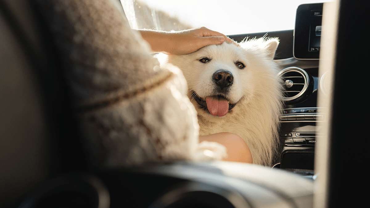 Как смело путешествовать с животными на машине: 10 проверенных советов