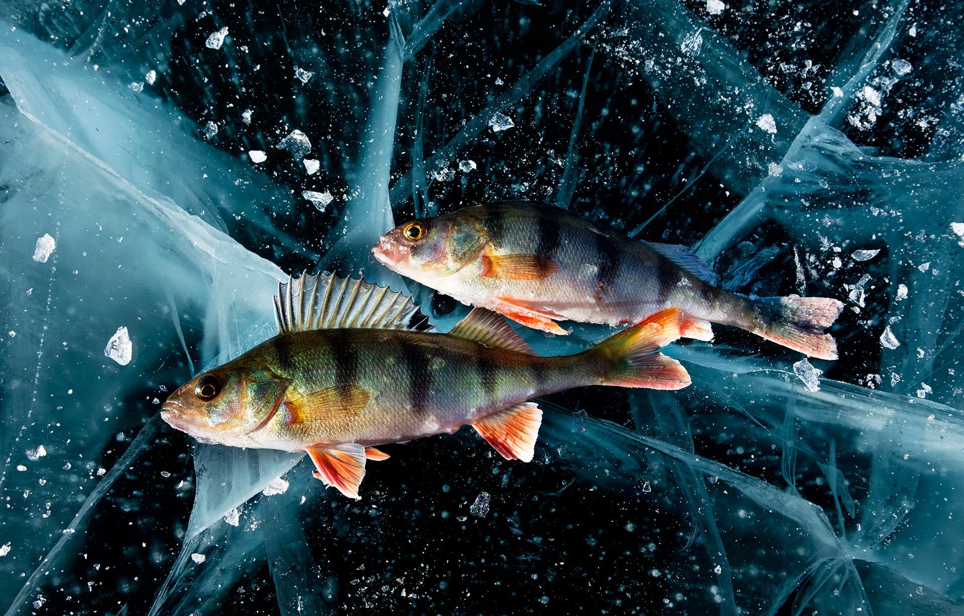 Есть ли рыба в озерах. Омуль Байкальский зимняя рыбалка. Рыба Голомянка. Зимняя рыбалка на озера Байкал. Окунь Байкальский.