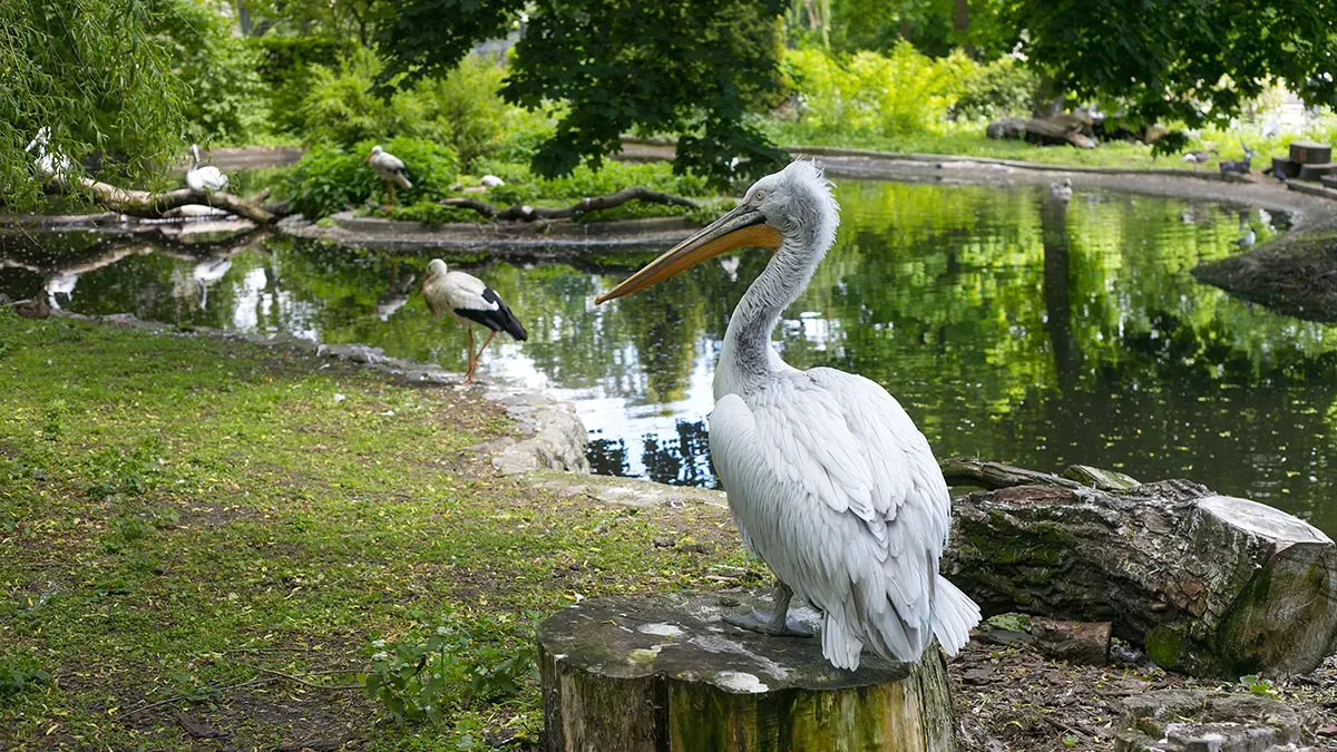 kaliningrad zoo 1.webp